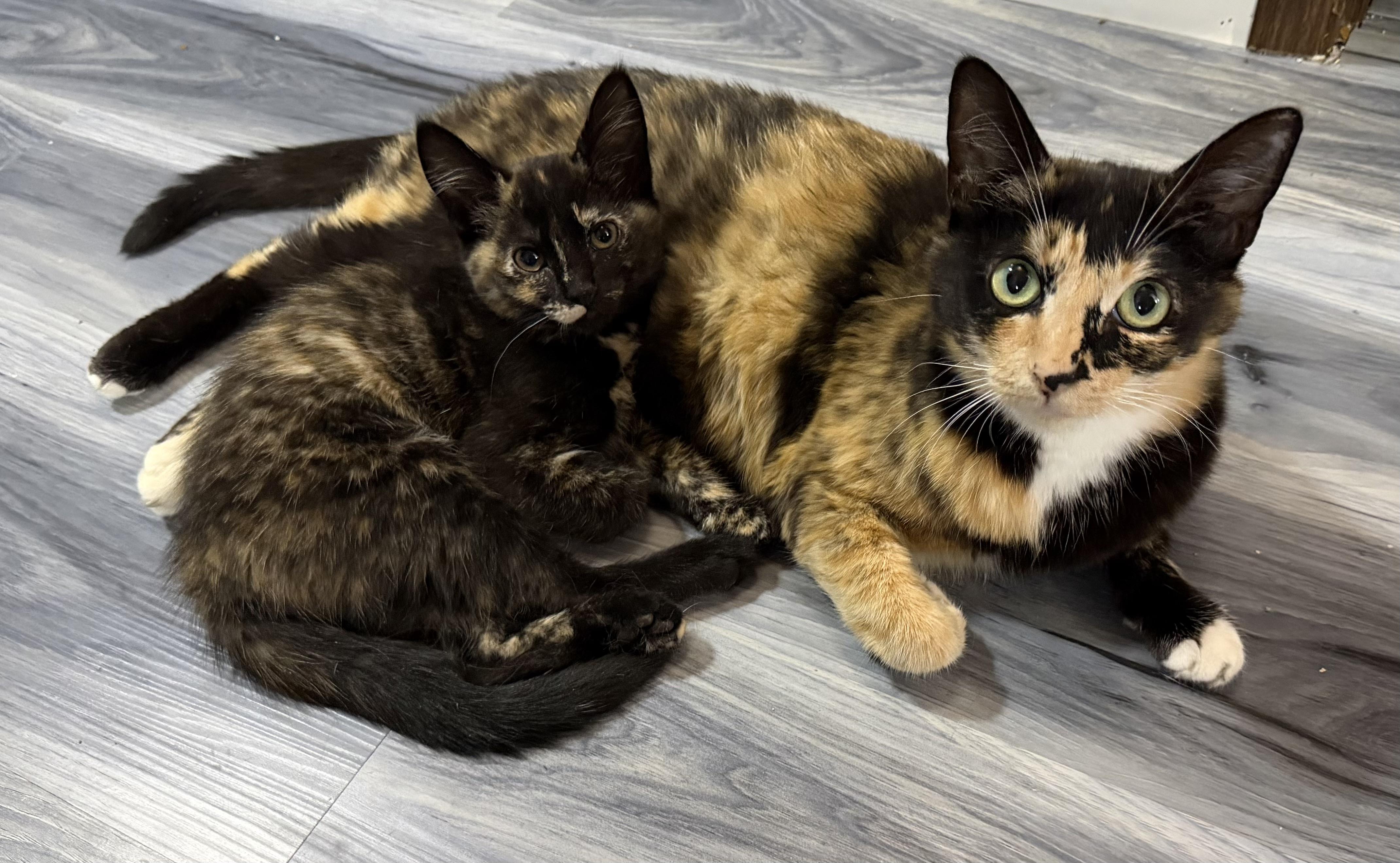 Mama Stella and Baby Nova, adopted, Young Female Tortoiseshell.