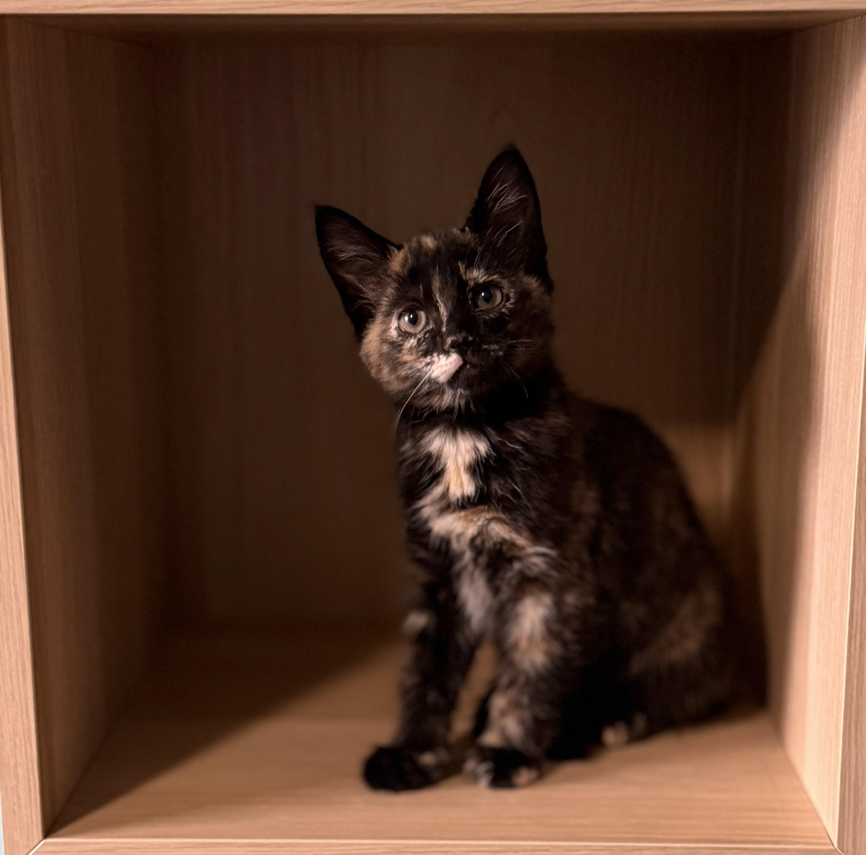 Enlarge Mama Stella and Baby Nova, an adopted Tortoiseshell in Federal Way, WA image 5/6