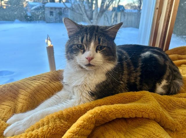 Enlarge Forrest, a Adoptable mixed breed in Pawtucket, RI image 1/6