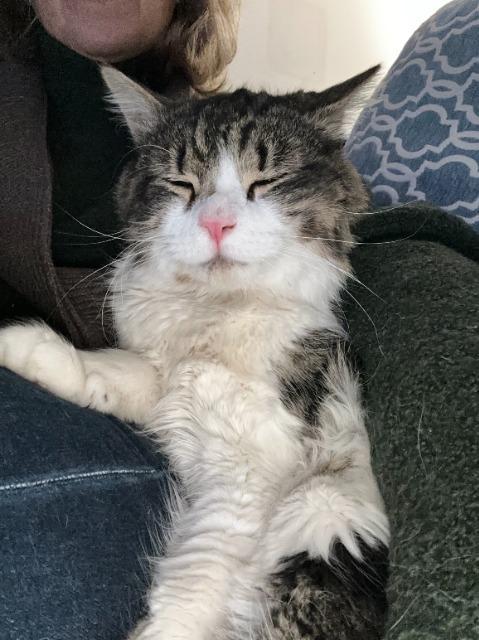 Enlarge Forrest, a Adoptable mixed breed in Pawtucket, RI image 2/6