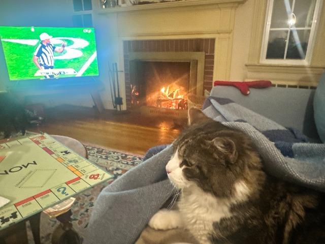 Enlarge Forrest, a Adoptable mixed breed in Pawtucket, RI image 3/6