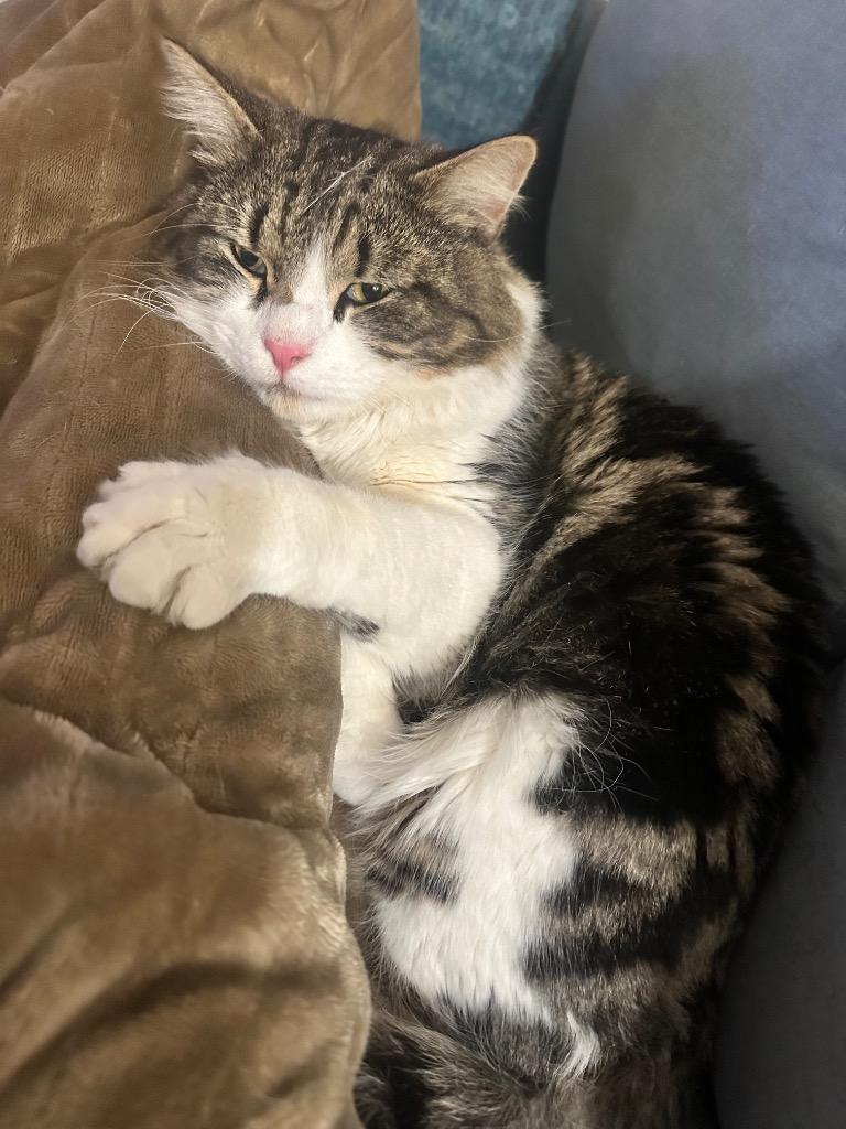 Enlarge Forrest, a Adoptable mixed breed in Pawtucket, RI image 4/6