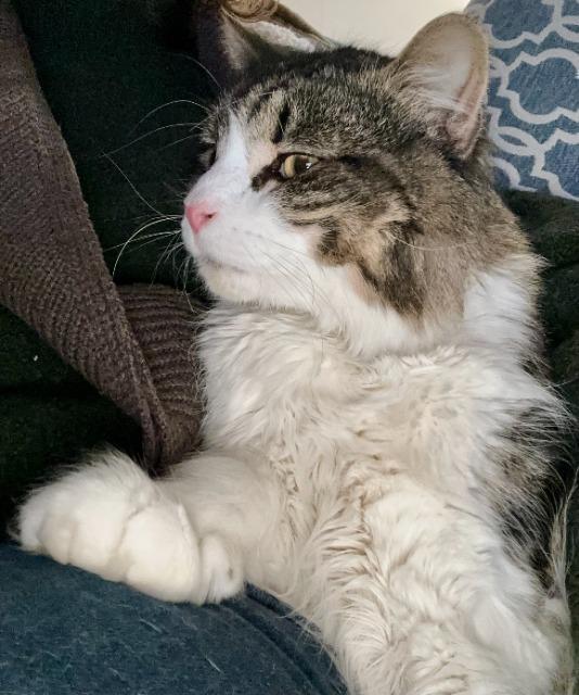 Enlarge Forrest, a Adoptable mixed breed in Pawtucket, RI image 6/6