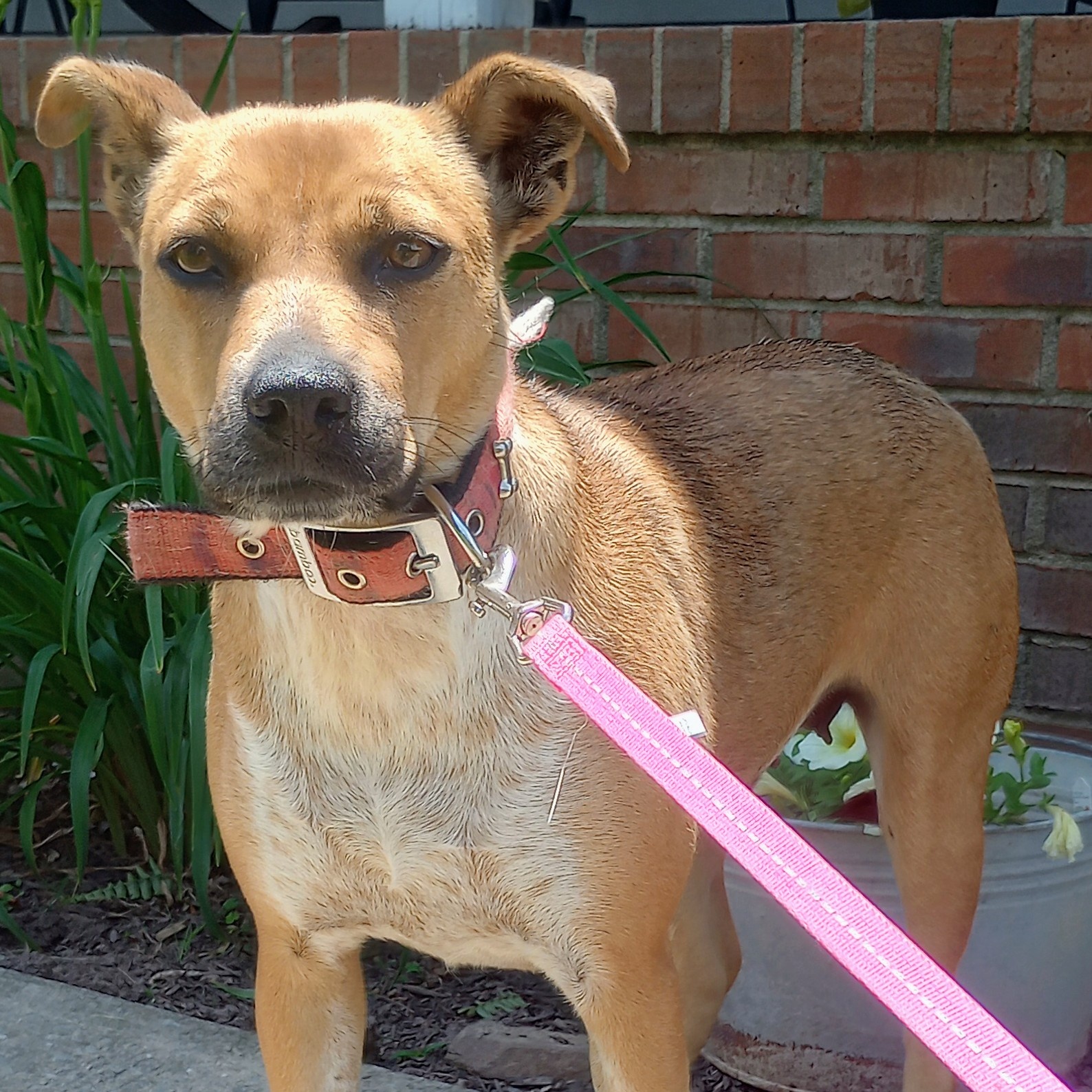 Euna, Adult Female Australian Cattle Dog / Blue Heeler