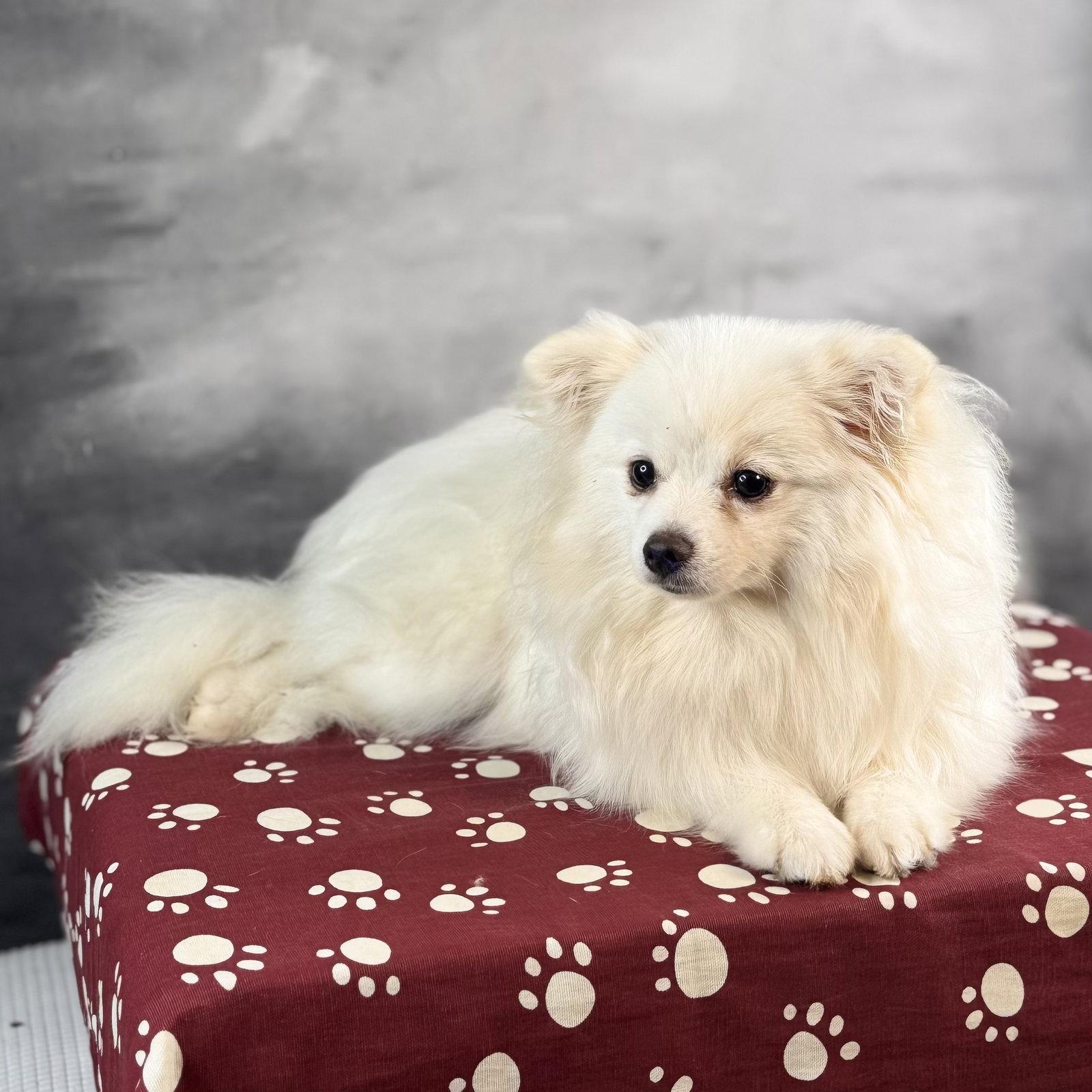 Enlarge Vanilla, a Adopted Pomeranian in Garland, TX image 1/1