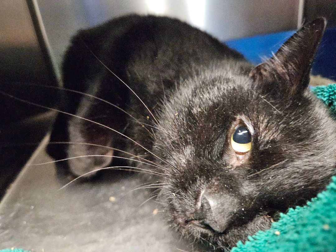 Enlarge Nats, a Adopted Domestic Short Hair in South Deerfield, MA image 1/7