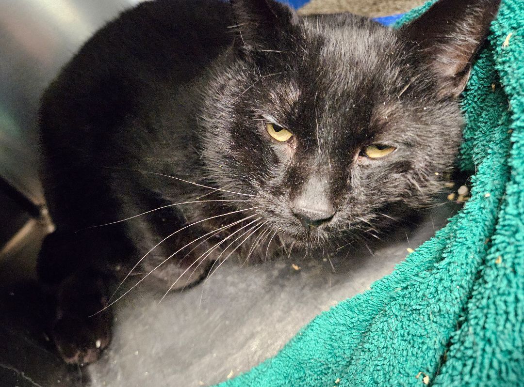 Enlarge Nats, a Adopted Domestic Short Hair in South Deerfield, MA image 2/7