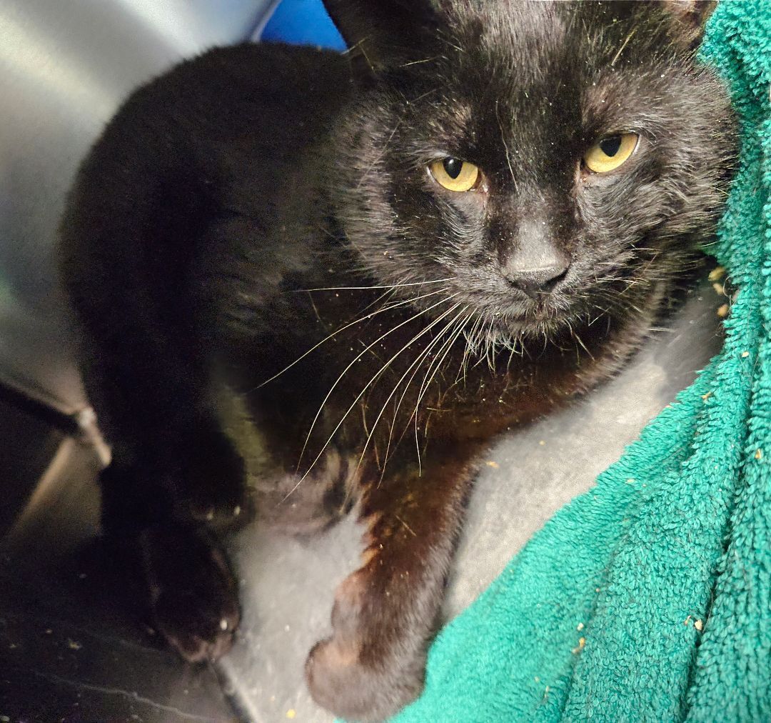 Enlarge Nats, a Adopted Domestic Short Hair in South Deerfield, MA image 3/7