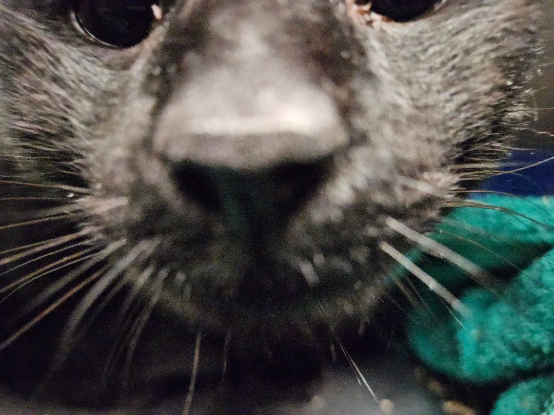 Enlarge Nats, a Adopted Domestic Short Hair in South Deerfield, MA image 4/7