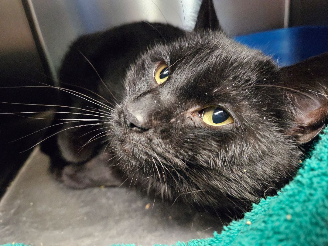 Enlarge Nats, a Adopted Domestic Short Hair in South Deerfield, MA image 5/7