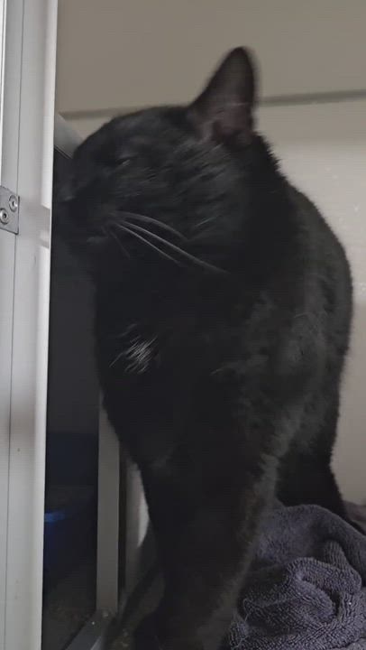 Enlarge Nats, a Adopted Domestic Short Hair in South Deerfield, MA video 6/7