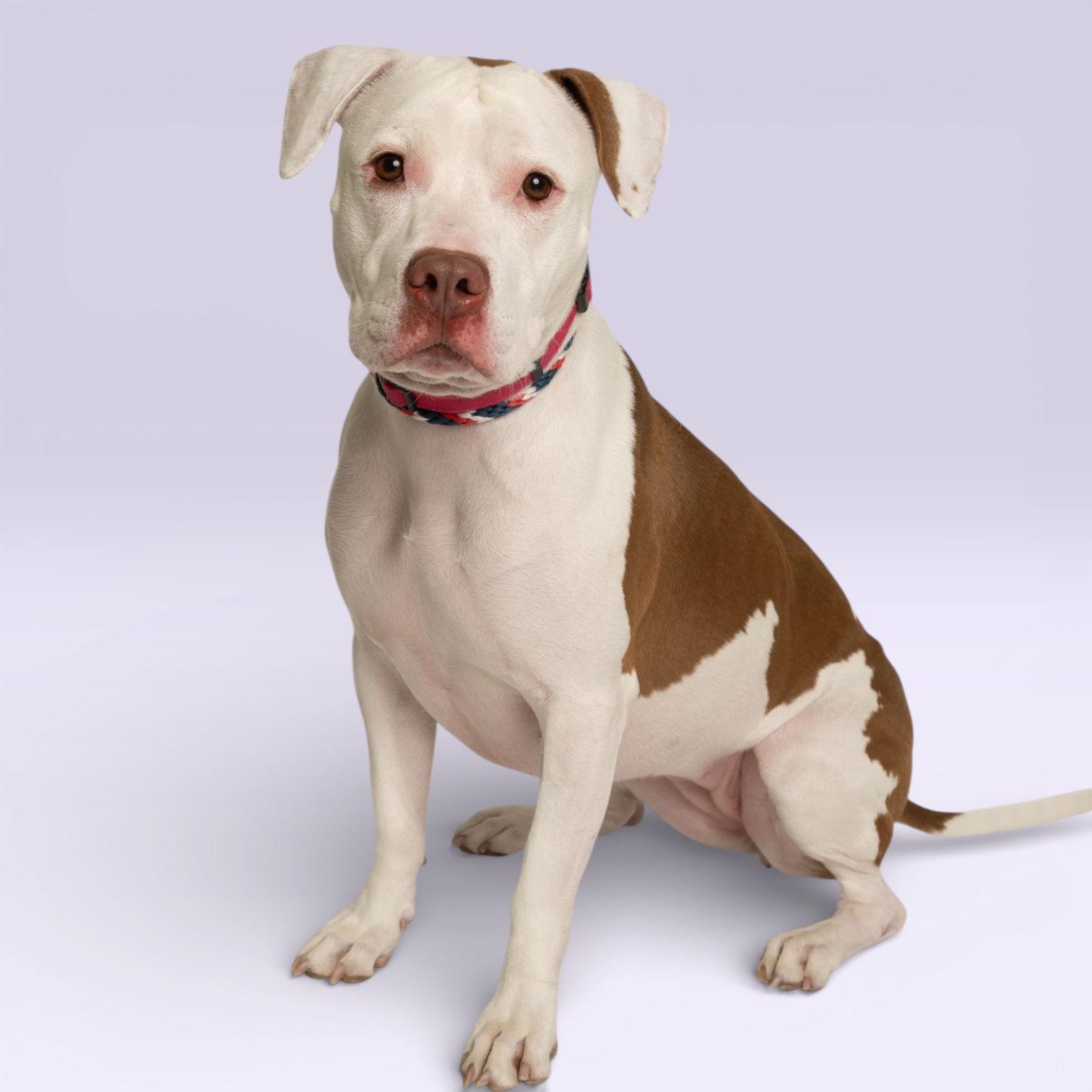 Enlarge Sugar, a Adopted Pit Bull Terrier in Richardson, TX image 1/1