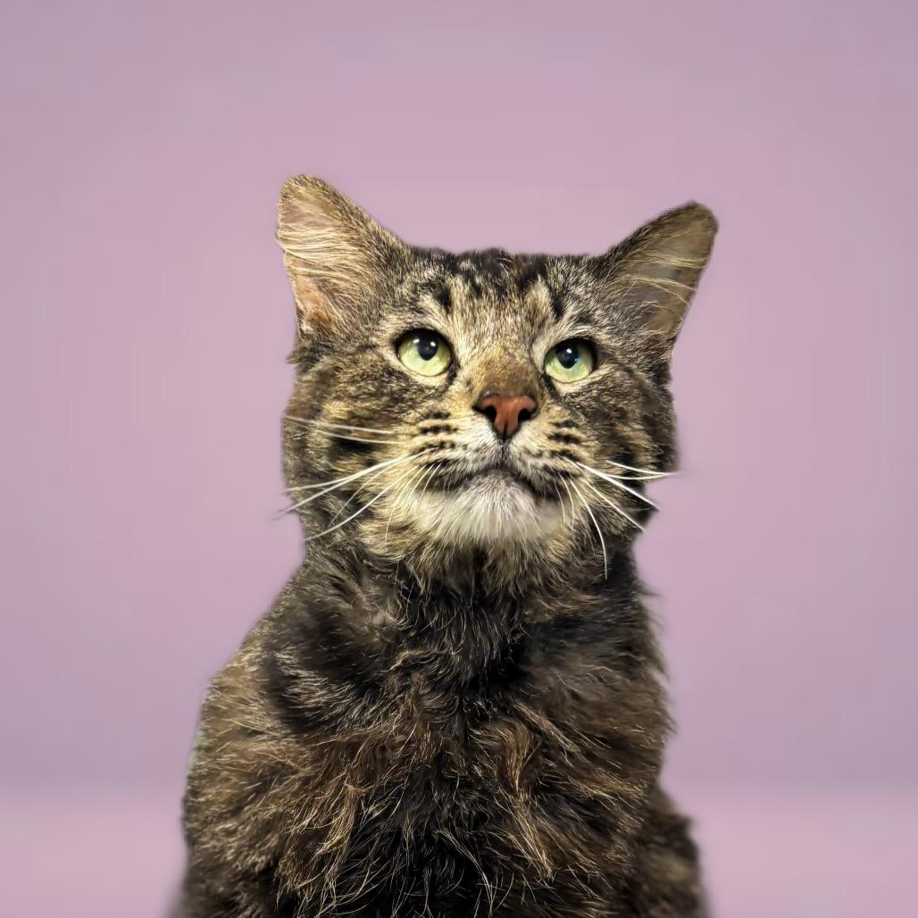 Enlarge Shakespeare, a Adoptable Domestic Long Hair in Nashville, IN image 3/5