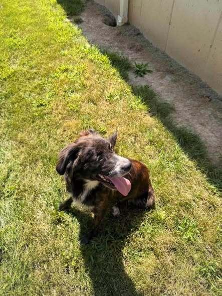 Bella, Adoptable, Adult Female Mixed Breed.