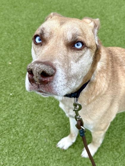 Houdini, Adoptable, Adult Male Pit Bull Terrier & Siberian Husky.