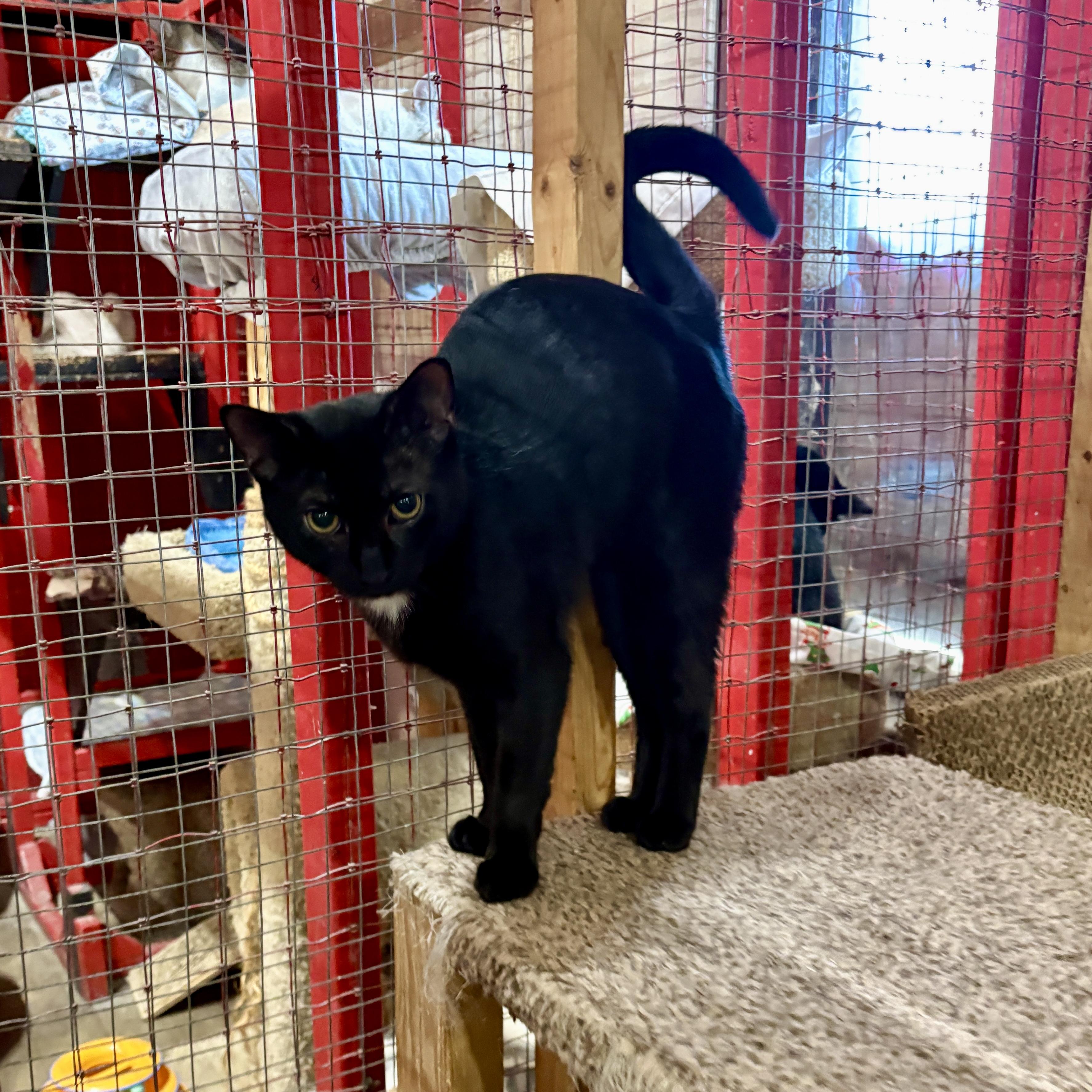 Enlarge Winchester, a Adoptable Domestic Medium Hair in Centerville, GA image 1/2