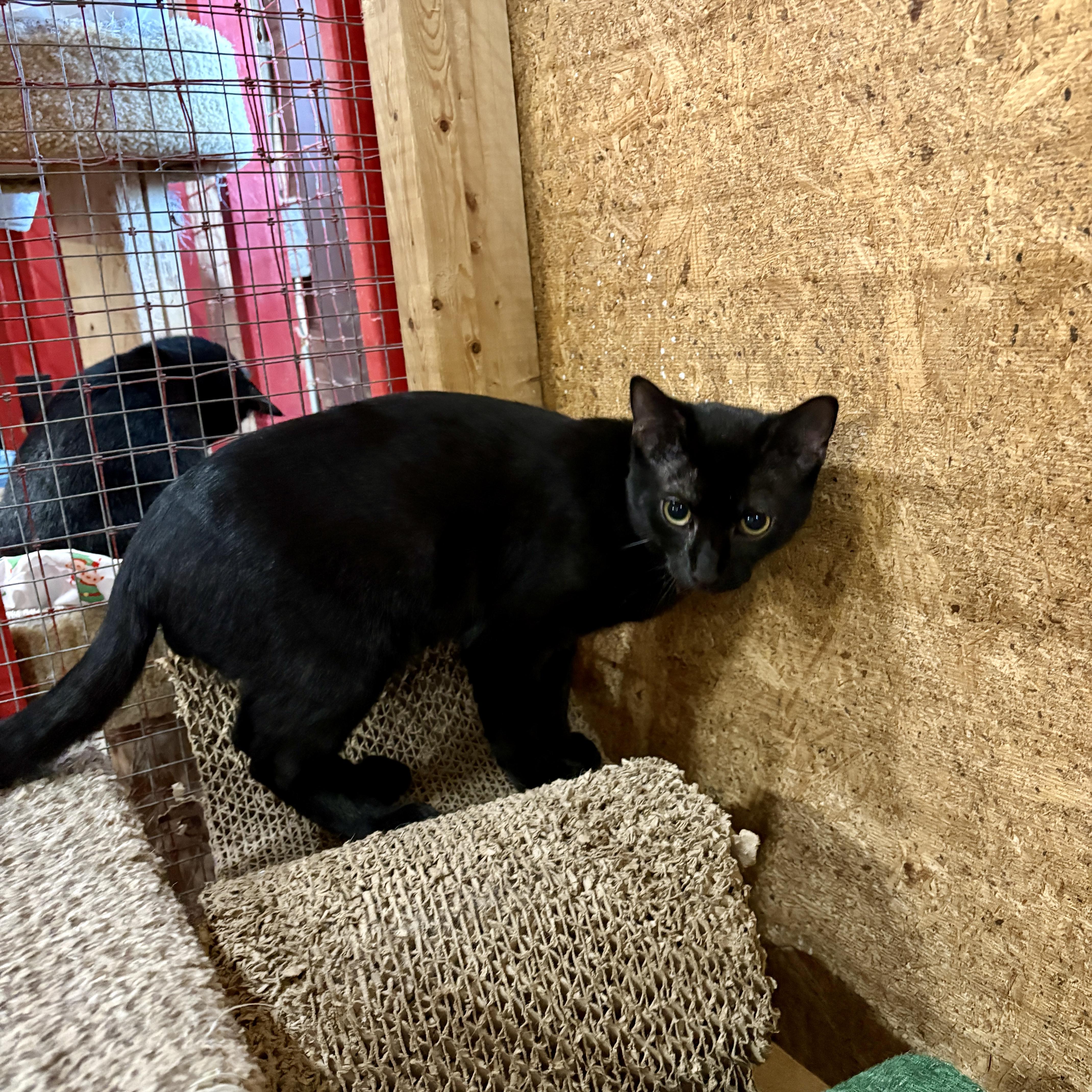Enlarge Winchester, a Adoptable Domestic Medium Hair in Centerville, GA image 2/2
