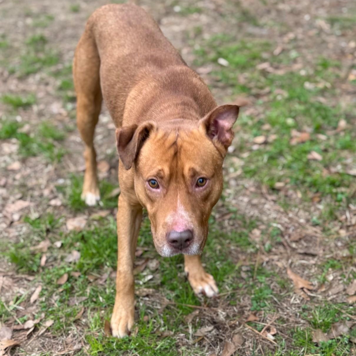 Jacob, ADOPTABLE, Senior Male Mixed Breed.