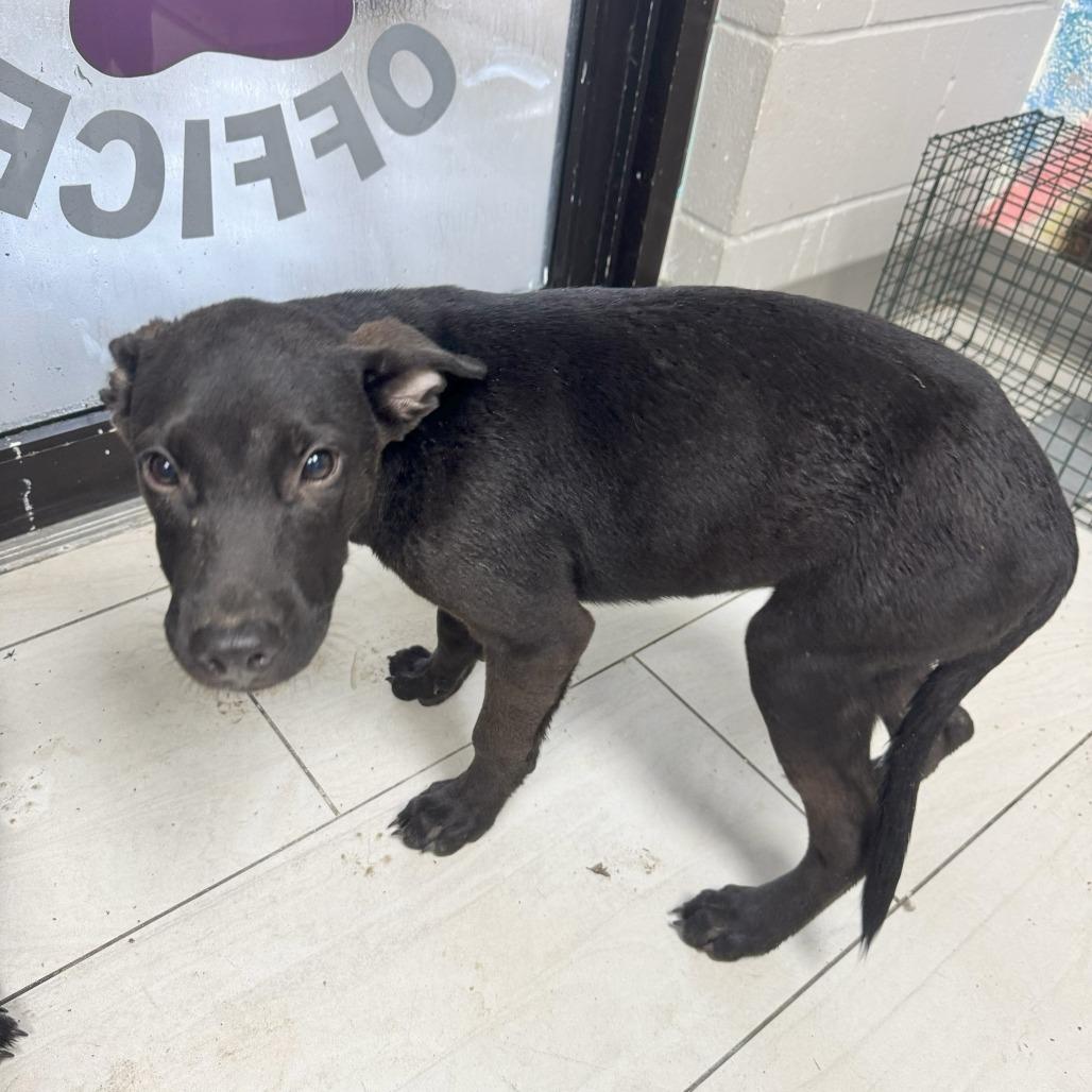 Hudson, Adoptable, Puppy Male German Shepherd Dog.