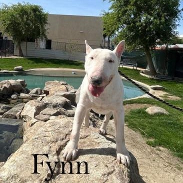 Fynn, adopted, Adult Male Bull Terrier.