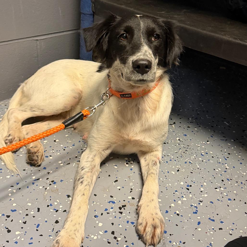 TUSC-Stray-85176_2 photo