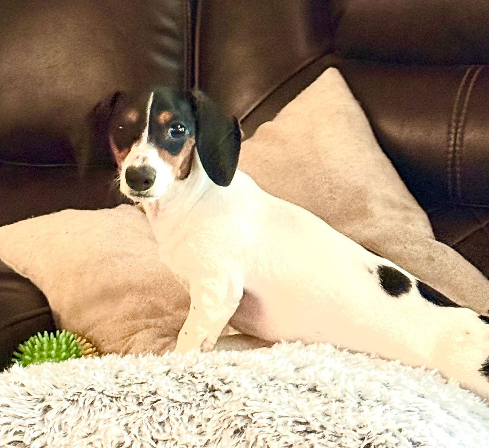 Bailey D, Adopted, Puppy Female Dachshund.