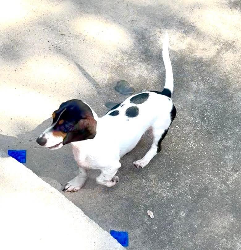 Enlarge Bailey D, a Adopted Dachshund in Pipe Creek, TX image 2/3