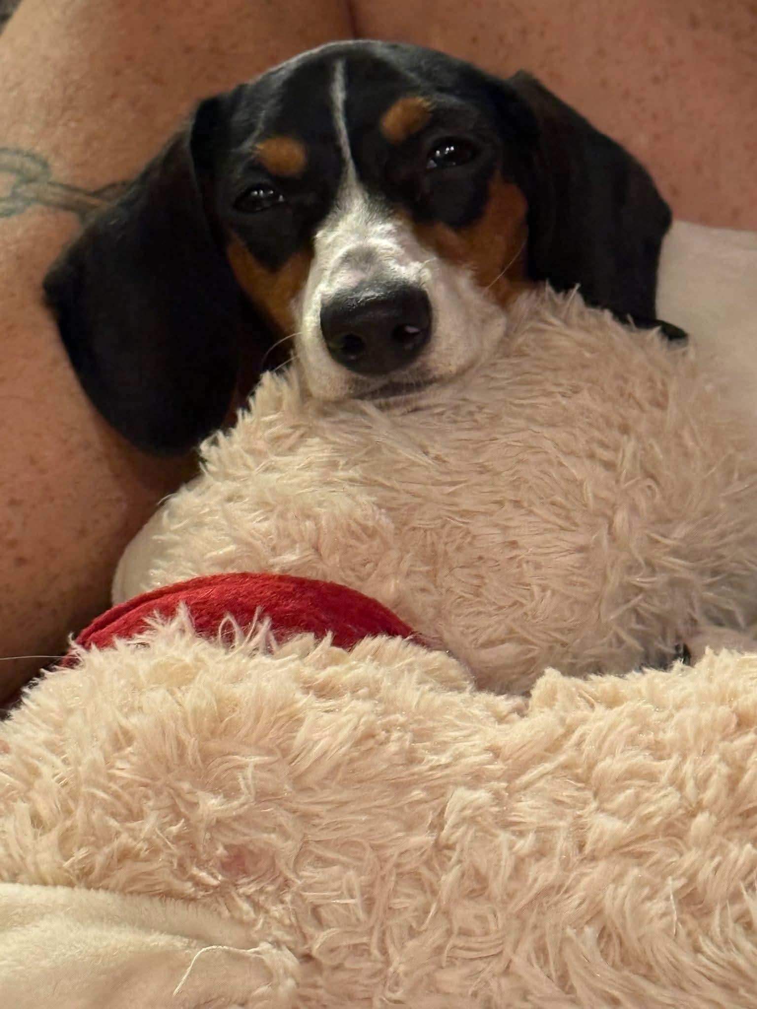 Enlarge Bailey D, a Adopted Dachshund in Pipe Creek, TX image 3/3