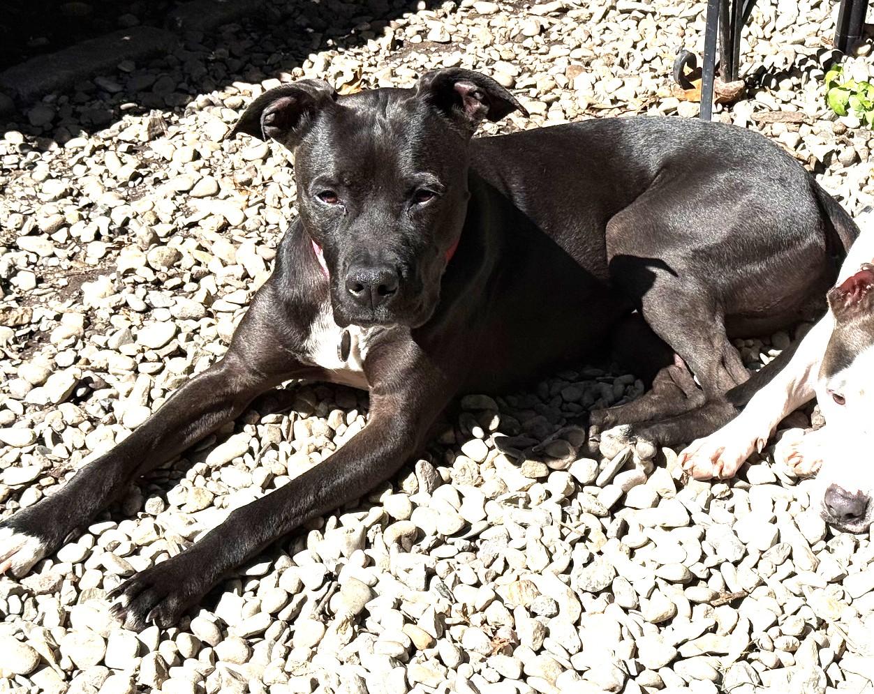 Diamond Lived with a Family, Turn-key Doggie Cat Friendly Very Loyal photo