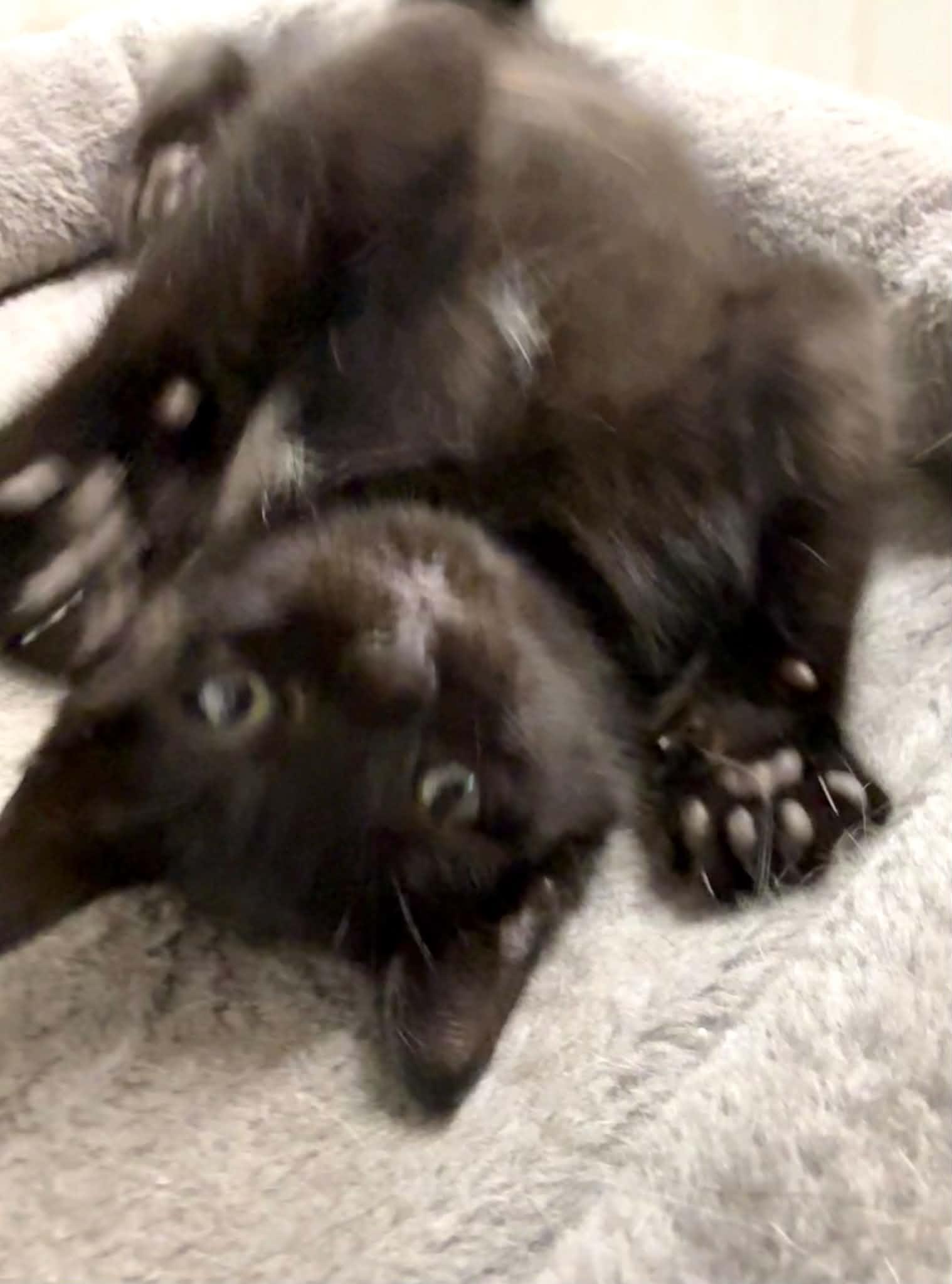Hazel - Affectionate and playful kitten, a Adoptable Domestic Medium Hair in Hales Corners, WI image 4/6