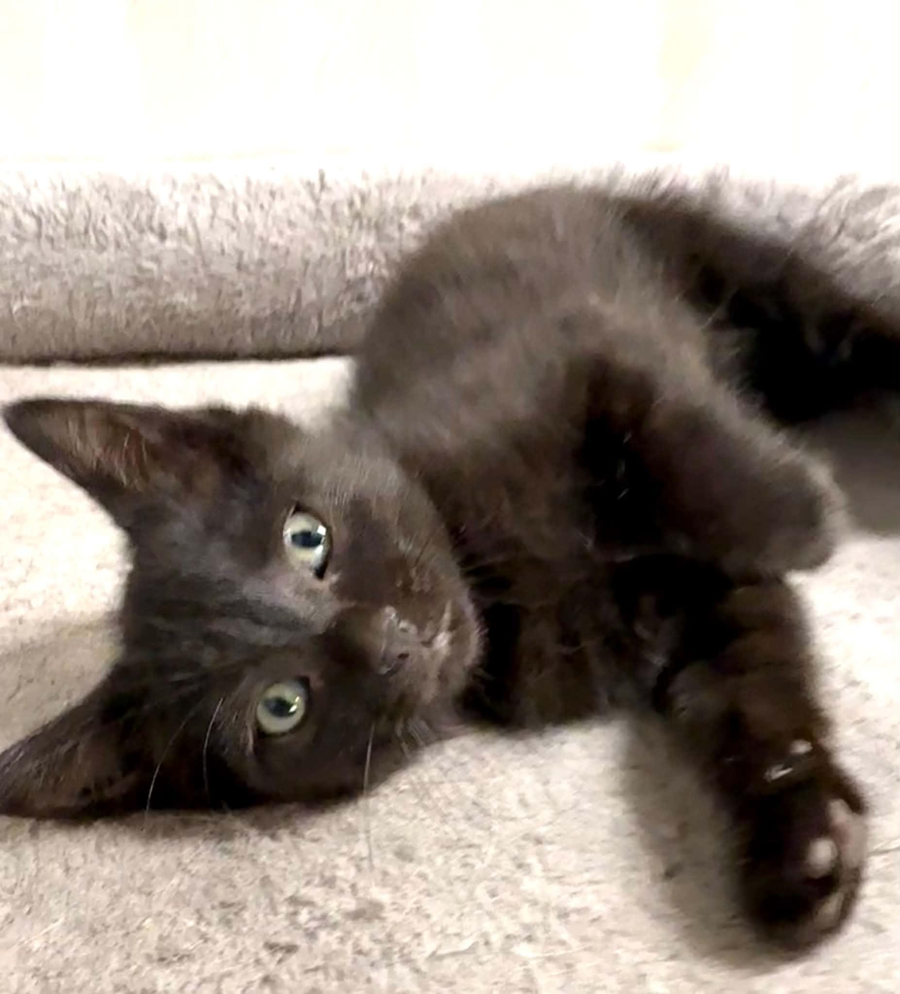 Hazel - Affectionate and playful kitten, a Adoptable Domestic Medium Hair in Hales Corners, WI image 6/6