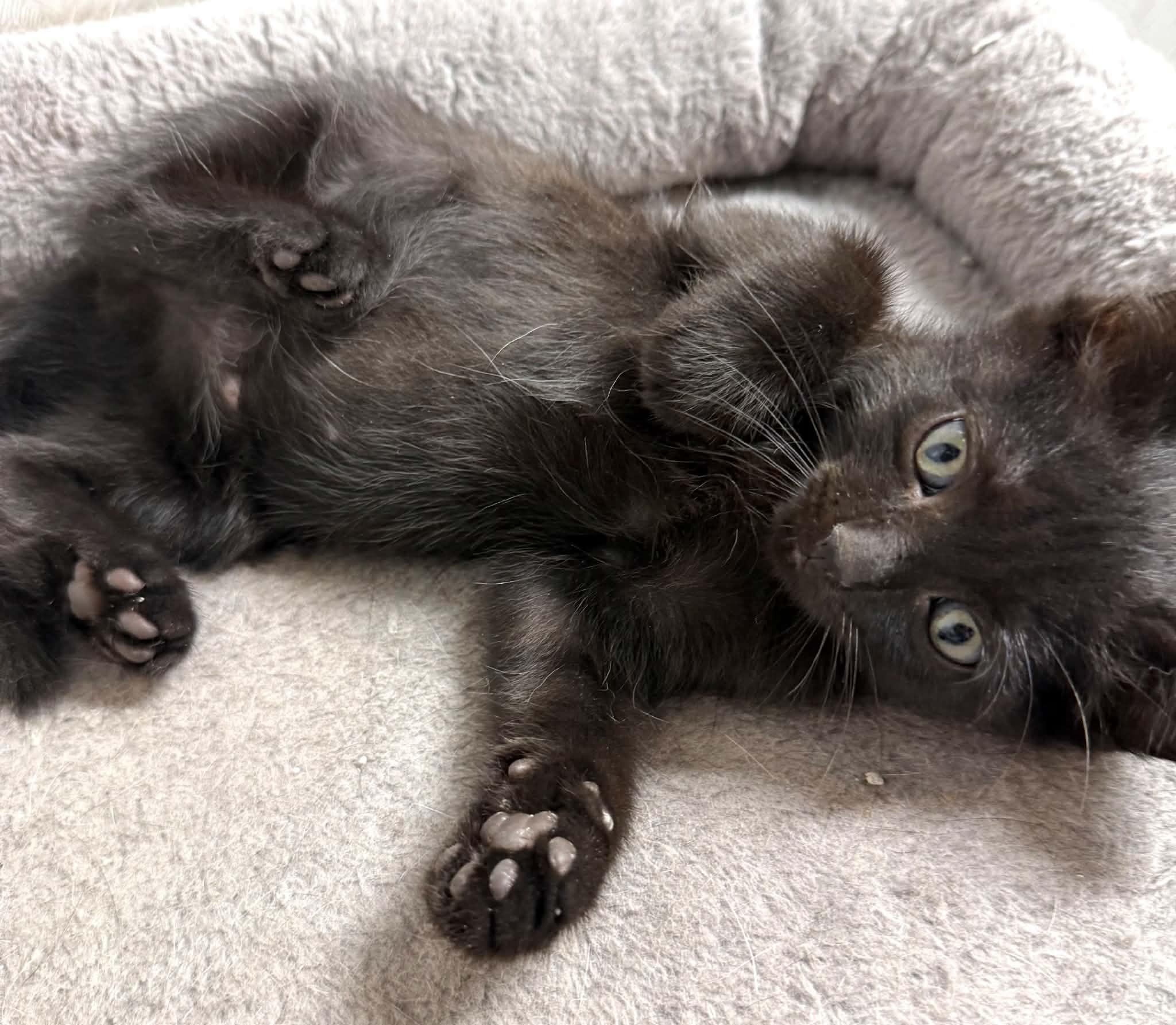 Hazel - Affectionate and playful kitten, a Adoptable Domestic Medium Hair in Hales Corners, WI image 5/6