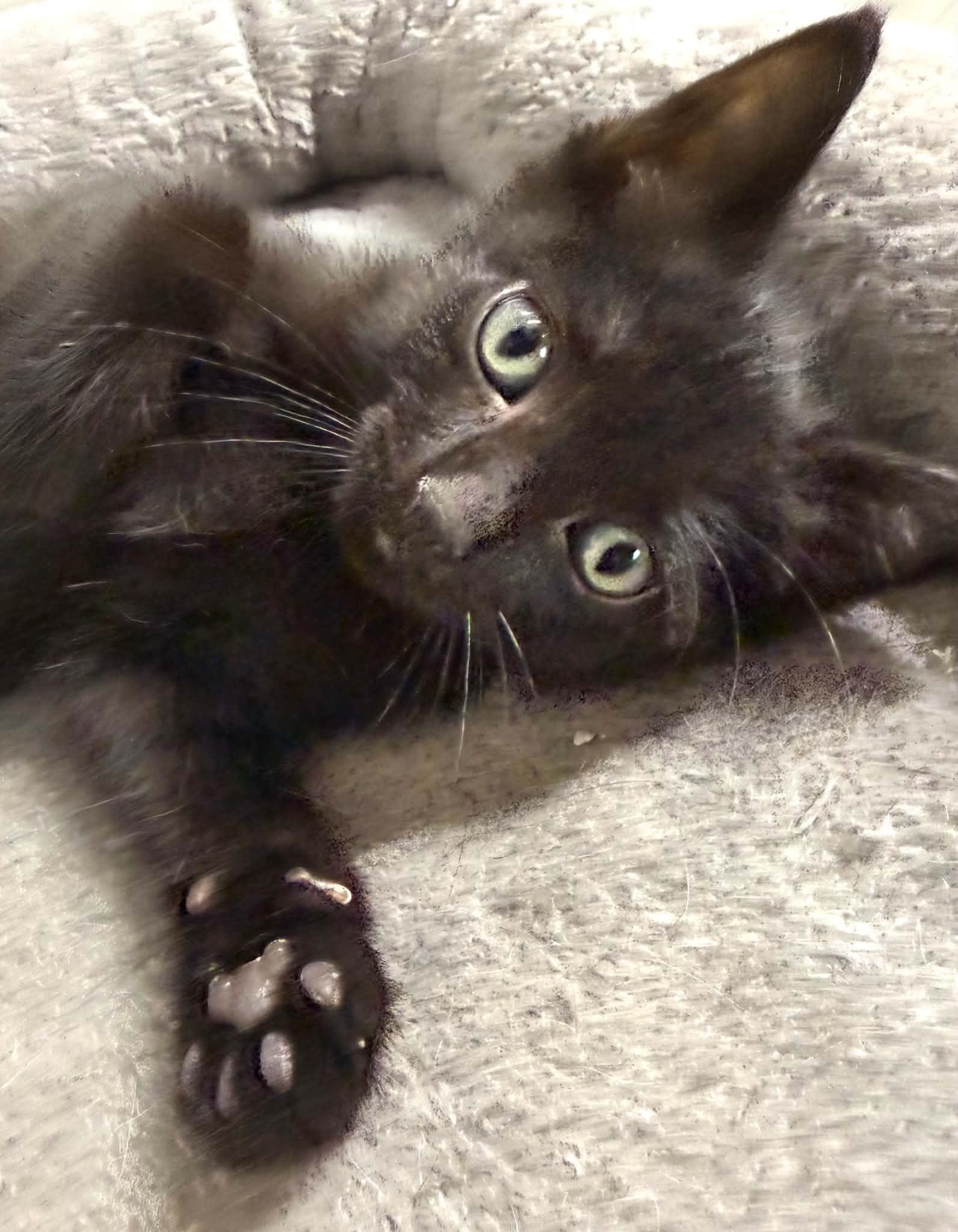 Hazel - Affectionate and playful kitten, a Adoptable Domestic Medium Hair in Hales Corners, WI image 3/6