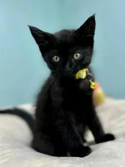 Hazel - Affectionate and playful kitten, Adoptable, Kitten Female Domestic Medium Hair.