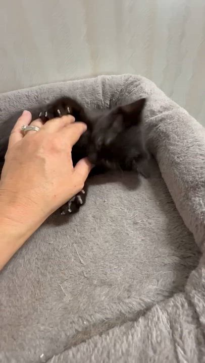 Enlarge Hazel - Affectionate and playful kitten, a Adoptable Domestic Medium Hair in Hales Corners, WI video 2/6