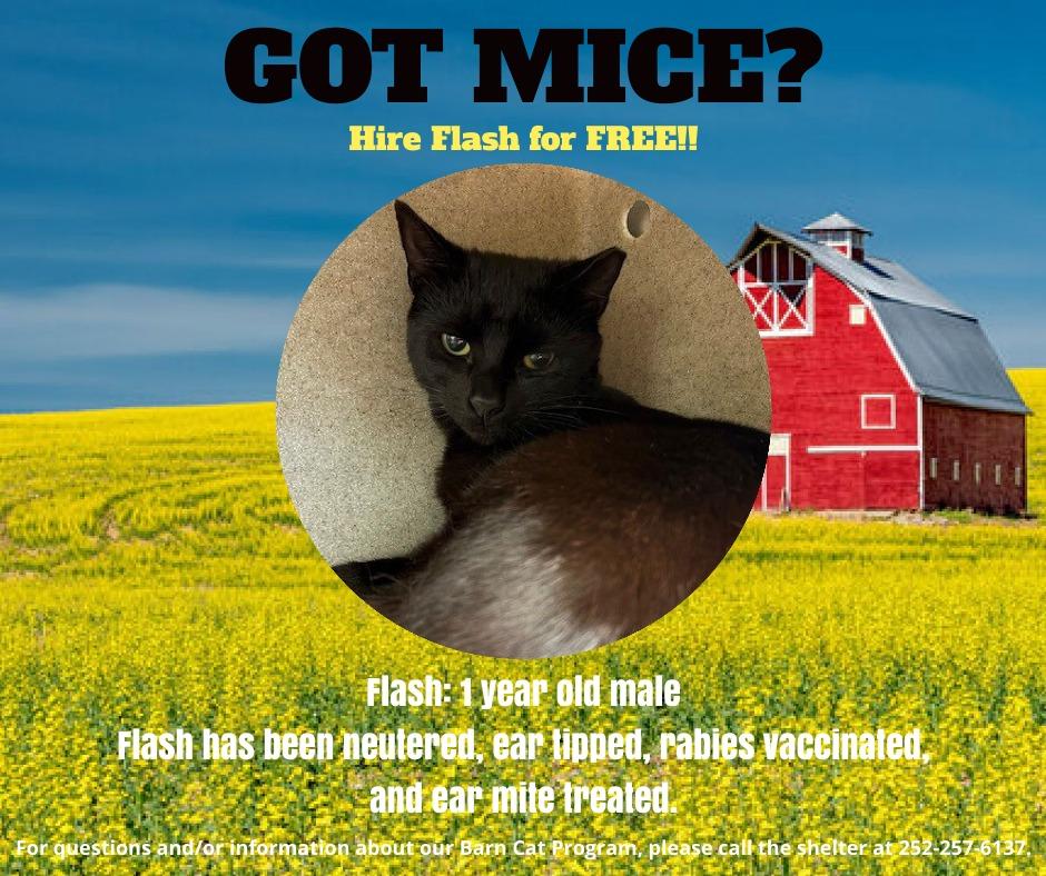 FLASH, Adoptable, Young Male Domestic Short Hair.