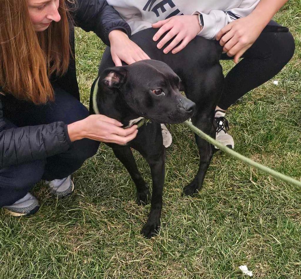 Enlarge Watson, a Adoptable mixed breed in Defiance, OH image 1/6