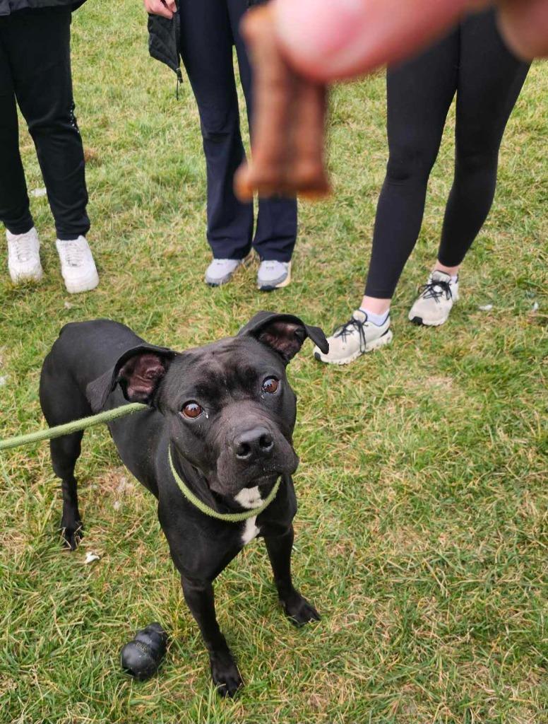 Enlarge Watson, a Adoptable mixed breed in Defiance, OH image 4/6