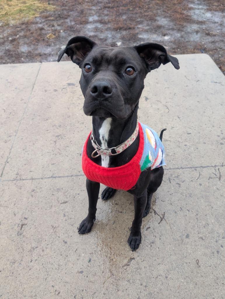 Watson, a Adoptable mixed breed in Defiance, OH image 2/6