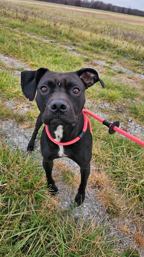 Watson, a Adoptable mixed breed in Defiance, OH image 4/6