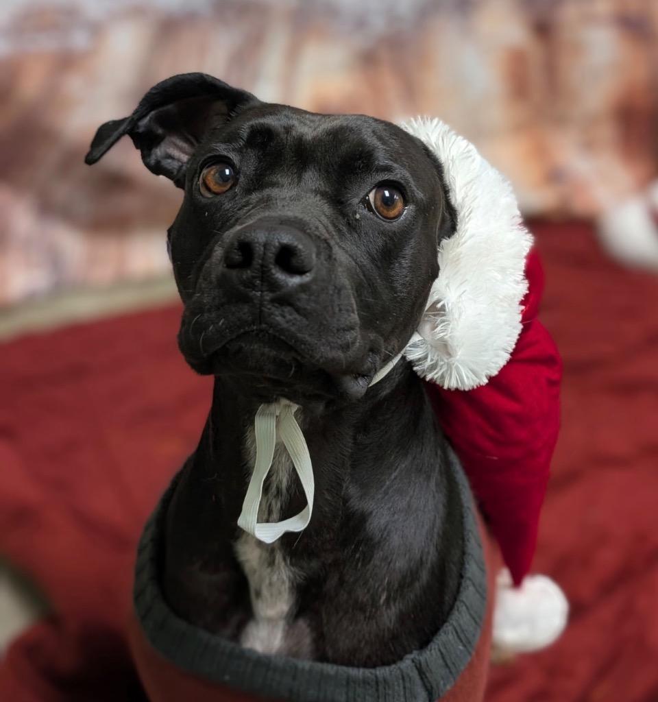 Watson, a Adoptable mixed breed in Defiance, OH image 5/6