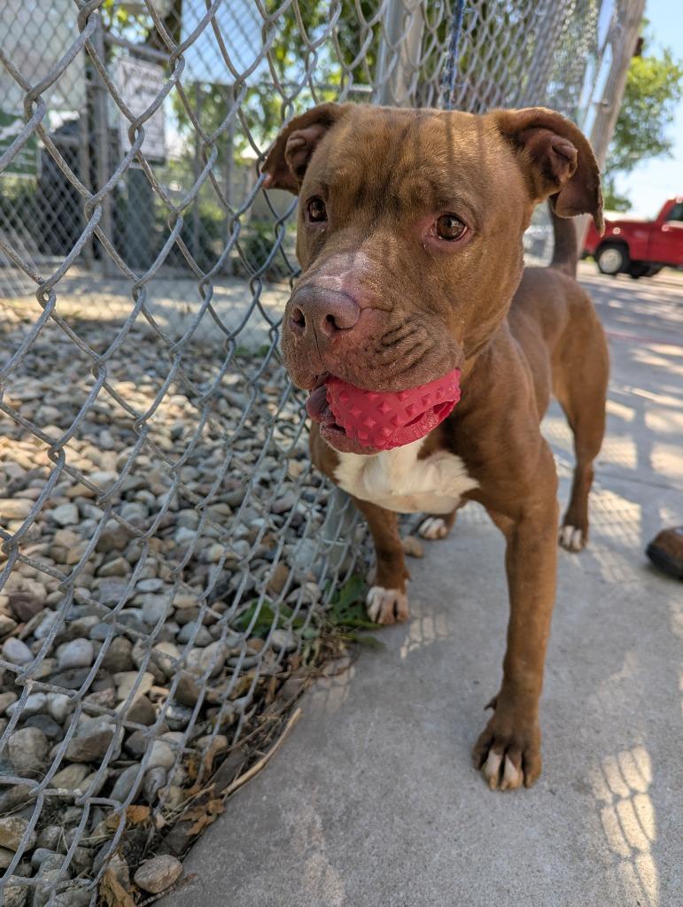 Honey, a Adoptable Pit Bull Terrier in La Porte, IN image 1/2
