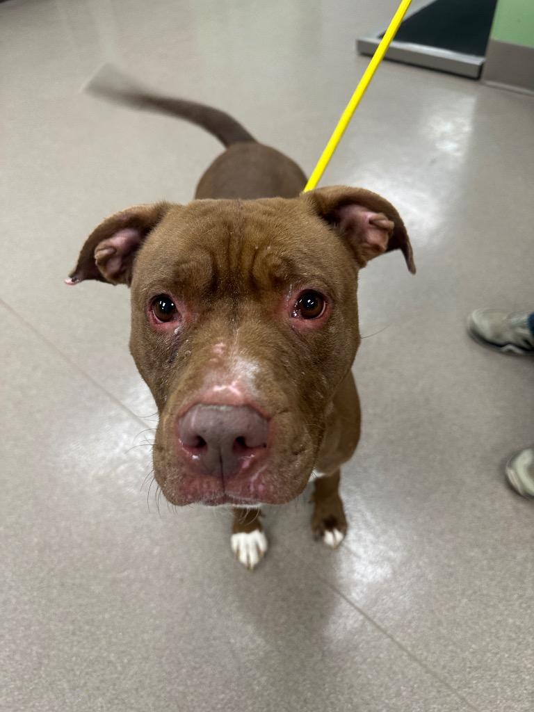 Honey, a Adoptable Pit Bull Terrier in La Porte, IN image 2/2