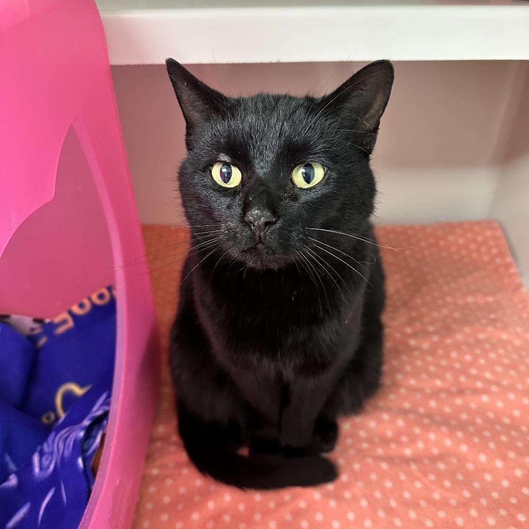 Toast, Adoptable, Adult Female Domestic Short Hair.