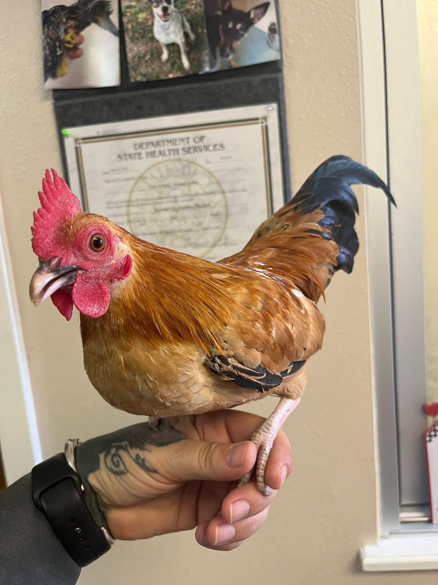McGregor, adopted, Adult Male Chicken.