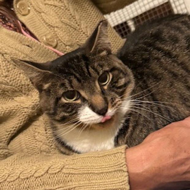 Onya, a Adoptable Domestic Short Hair in Fishkill, NY image 1/3