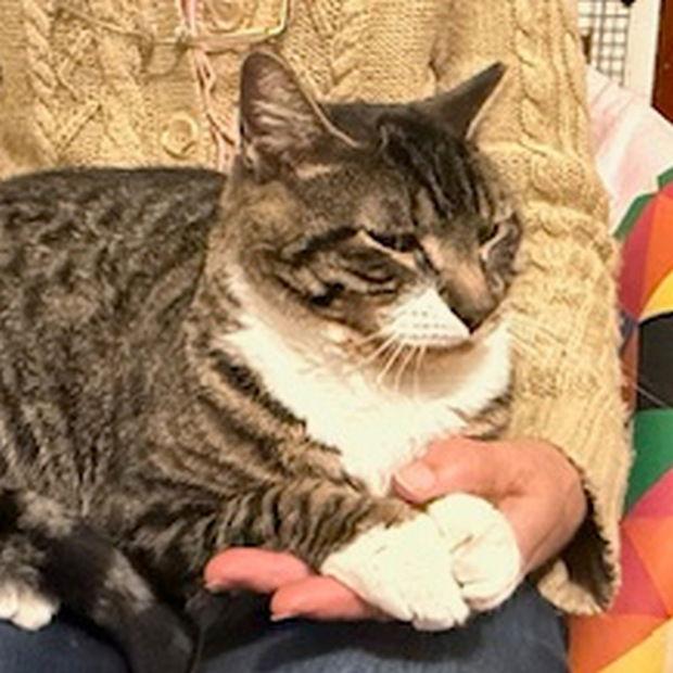 Onya, a Adoptable Domestic Short Hair in Fishkill, NY image 2/3