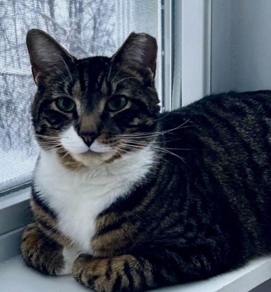 Enlarge Onya, a Adoptable Domestic Short Hair in Fishkill, NY image 3/3