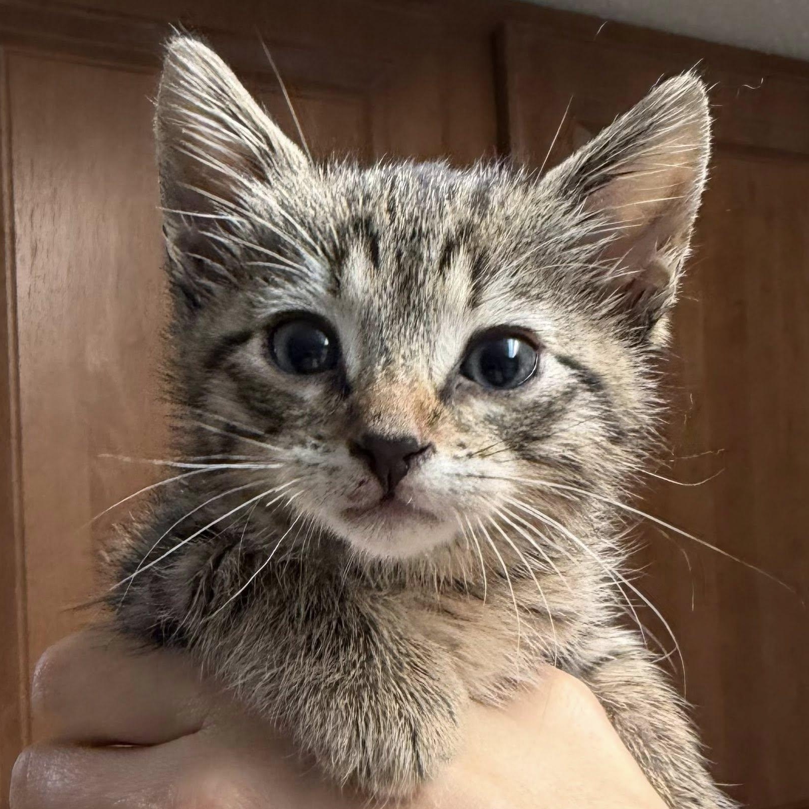 Sizzle Boots, adopted, Kitten Male Domestic Short Hair.