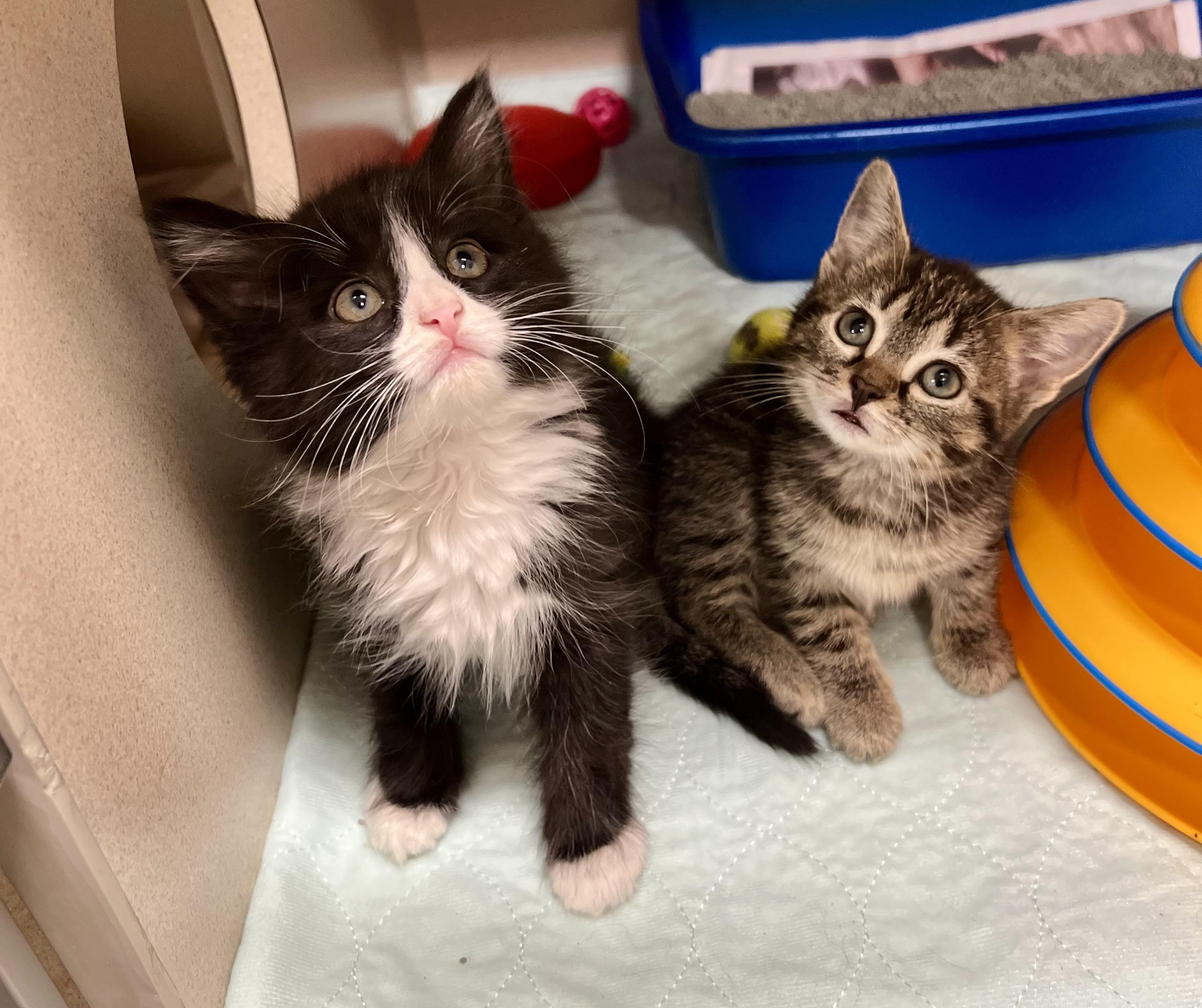 Pip and Squeek BONDED PAIR, Baby Male Domestic Short Hair